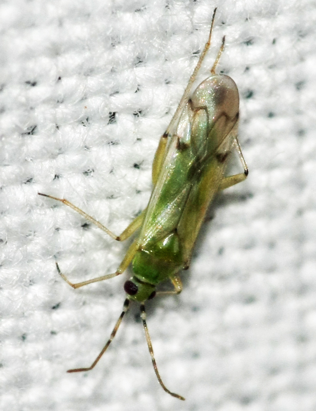 Miridae di Creta...